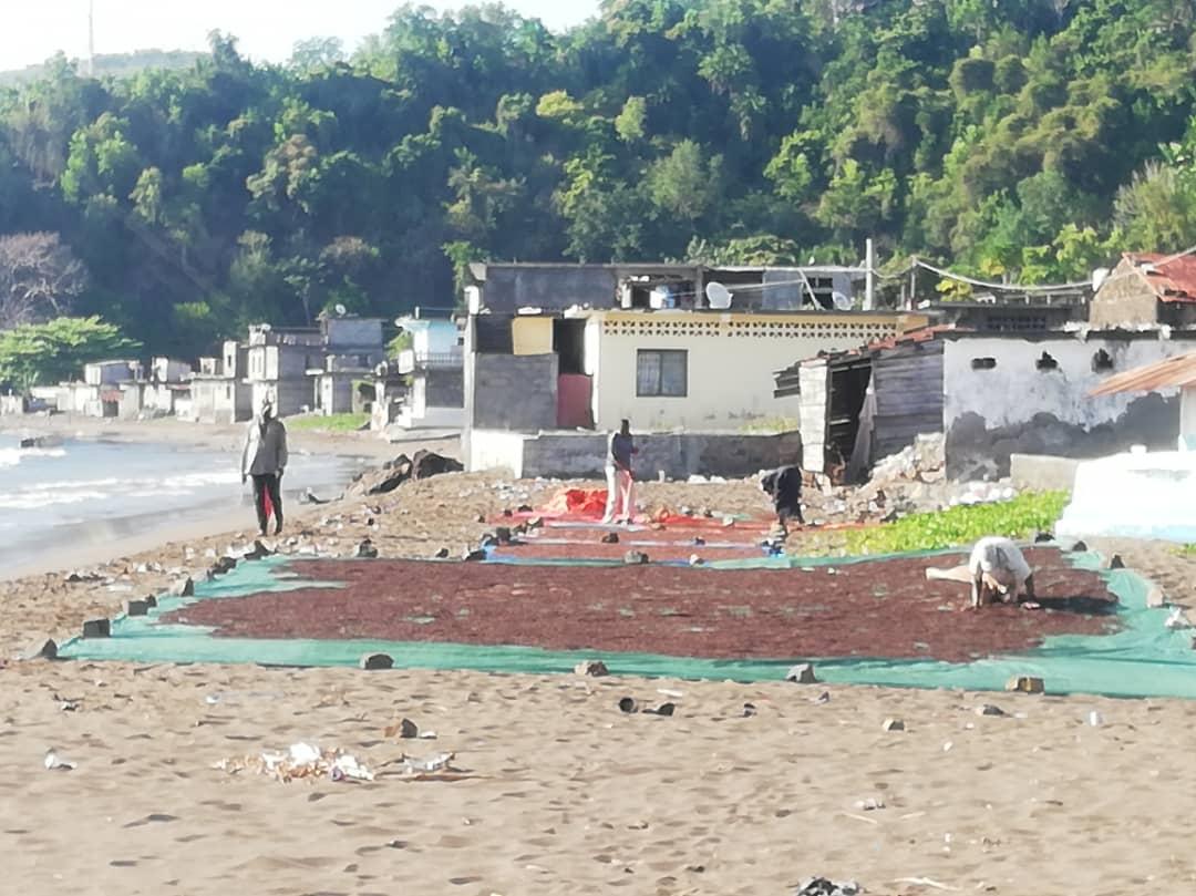 image Produits de rente:  Les vols de girofle à Mohéli prennent de l’ampleur 